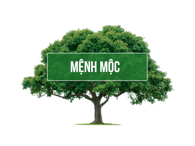 Mệnh mộc mua xe màu gì để phúc lộc tề thiên