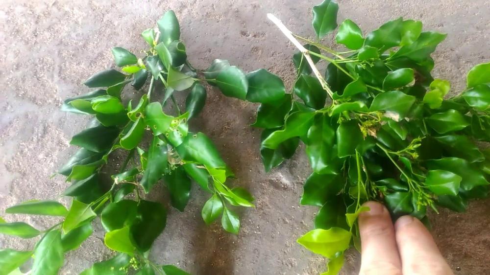 Lá nguyệt quế giúp tỉnh táo khi đi xe ô tô