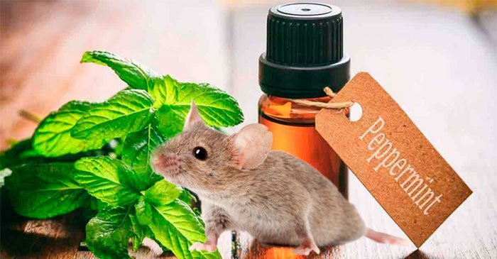 Tinh dầu bạc hà chống chuột xe ô tô: Giải pháp hiệu quả và an toàn