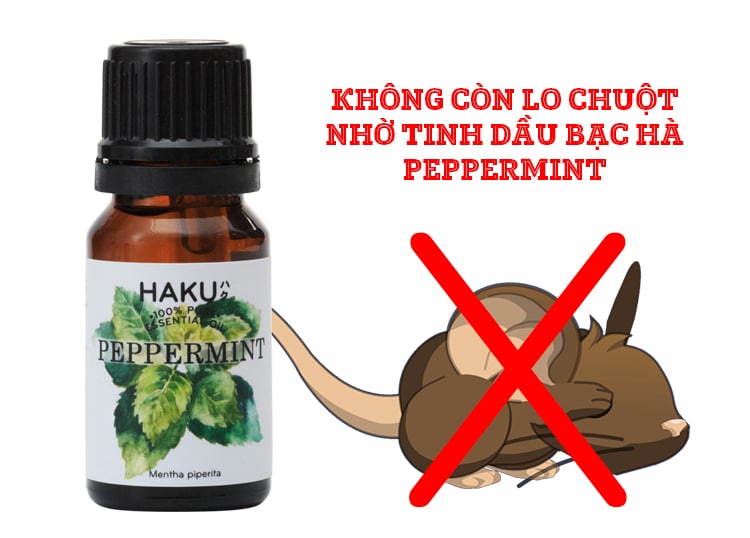 Tinh dầu bạc hà chống chuột xe ô tô: Giải pháp hiệu quả và an toàn