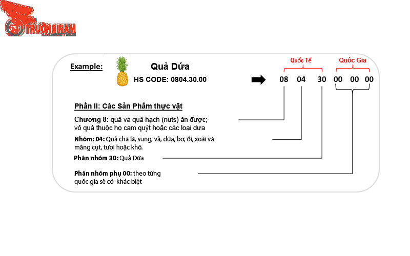 Mã HS Code Vỏ Xe Ô Tô: Hướng Dẫn Chi Tiết Phân Loại