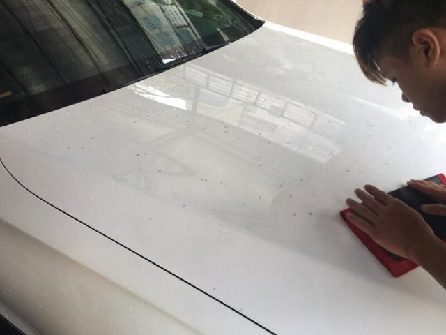 Hướng Dẫn Tẩy Nhựa Cây Trên Xe Ô Tô Hiệu Quả, An Toàn