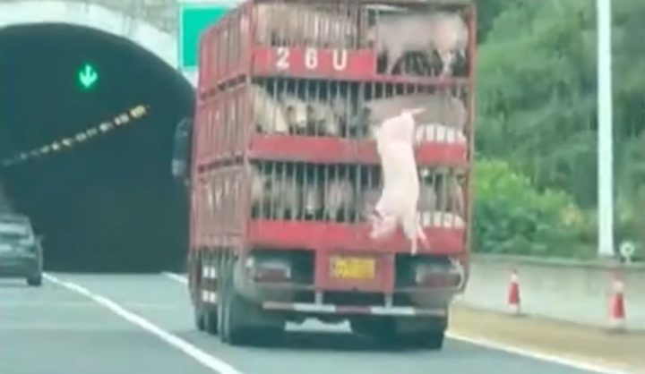 Lợn chạy tán loạn sau sự cố xe tải, cần kiểm soát chặt chẽ an toàn xe tải